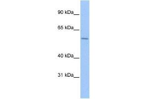 ZNF596 antibody used at 5 ug/ml to detect target protein. (ZNF596 Antikörper  (C-Term))