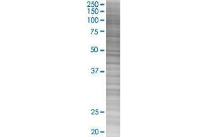 CD7 transfected lysate. (CD7 293T Cell Transient Overexpression Lysate(Denatured))