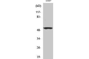 Western Blot analysis of COS7 cells using Cyclin A Polyclonal Antibody, diluted at 1: 500. (Cyclin A Antikörper  (AA 190-270))