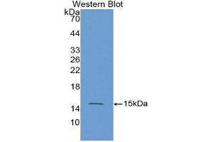 Western Blotting (WB) image for anti-HRas proto-oncogene, GTPase (HRAS) (AA 82-176) antibody (ABIN1980538) (HRAS Antikörper  (AA 82-176))