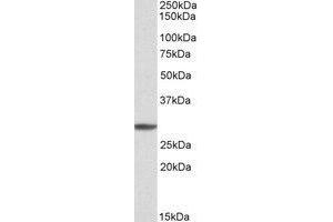 AP21301PU-N PSMA4 antibody staining of K562 cell lysate at 1µg/ml (35µg protein in RIPA buffer). (PSMA4 Antikörper  (Internal Region))