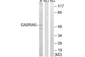 Western blot analysis of extracts from HeLa cells and Jurkat cells, using GABRA6 antibody. (GABRA6 Antikörper  (Internal Region))