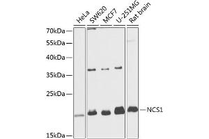 Western blot analysis of extracts of various cell lines, using NCS1 antibody  at 1:1000 dilution. (NCS1 Antikörper  (AA 1-190))