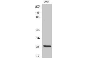 Western Blotting (WB) image for anti-Hydroxysteroid (17-Beta) Dehydrogenase 10 (HSD17B10) (Internal Region) antibody (ABIN3180036) (HSD17B10 Antikörper  (Internal Region))