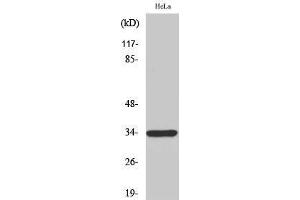 Western Blotting (WB) image for anti-MAS-Related GPR, Member E (MRGPRE) (Internal Region) antibody (ABIN3176081) (MRGPRE Antikörper  (Internal Region))