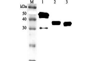 Western blot analysis using anti-Clusterin (human), pAb (Biotin)  at 1:2'000 dilution. (Clusterin Antikörper  (Nuclear) (Biotin))