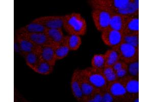 HeLa cells were stained with PI 3 Kinase p85 alpha (2G4) Monoclonal Antibody  at [1:200] incubated overnight at 4C, followed by secondary antibody incubation, DAPI staining of the nuclei and detection. (PIK3R1 Antikörper)