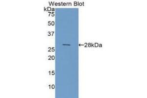 Western Blotting (WB) image for anti-Galectin 3 (LGALS3) (AA 1-250) antibody (ABIN1858949) (Galectin 3 Antikörper  (AA 1-250))