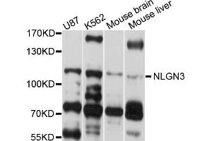 Western blot analysis of extracts of various cell lines, using NLGN3 antibody (ABIN4904538) at 1:1000 dilution. (Neuroligin 3 Antikörper)