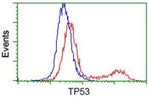 HEK293T cells transfected with either RC200003 overexpress plasmid (Red) or empty vector control plasmid (Blue) were immunostained by anti-TP53 antibody (ABIN2454617), and then analyzed by flow cytometry. (p53 Antikörper)