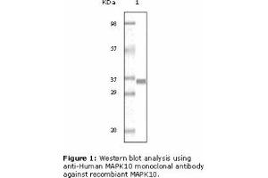 Image no. 1 for anti-Mitogen-Activated Protein Kinase 10 (MAPK10) antibody (ABIN207628) (MAPK10 Antikörper)