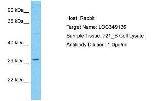 Host: Rabbit Target Name: LOC349136 Sample Type: 721_B Whole Cell lysates Antibody Dilution: 1. (WDR86 Antikörper  (C-Term))