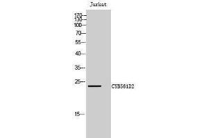 Western Blotting (WB) image for anti-Cytochrome B-561 Domain Containing 2 (CYB561D2) (Internal Region) antibody (ABIN3184135) (CYB561D2 Antikörper  (Internal Region))