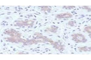 Immunohistochemistry Anti-c-erbB-2/HER-2 antibody stains normal Human Breast tissue. (ErbB2/Her2 Antikörper  (Extracellular Domain))