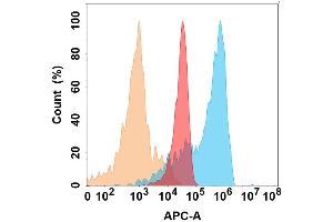 JAM-A protein is highly expressed on the surface of Expi293 cell membrane. (F11R Antikörper)