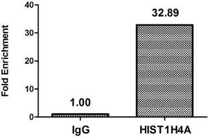 Chromatin Immunoprecipitation Hela (4*10 6 ) were treated with Micrococcal Nuclease, sonicated, and immunoprecipitated with 5 μg anti-HIST1H4A (ABIN7139604) or a control normal rabbit IgG. (HIST1H4A Antikörper  (meLys5))