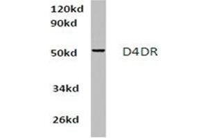 Image no. 1 for anti-Dopamine Receptor D4 (DRD4) antibody (ABIN317857) (DRD4 Antikörper)