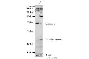 Western blot analysis of extracts of Jurkat cells, using Caspase-3 antibody (ABIN6131582, ABIN6137962, ABIN6137964 and ABIN6215049) at 1:1000 dilution. (Caspase 3 Antikörper  (AA 55-160))