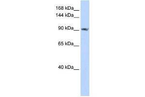 Western Blotting (WB) image for anti-Signal Peptide, CUB Domain, EGF-Like 2 (SCUBE2) antibody (ABIN2459309) (SCUBE2 Antikörper)