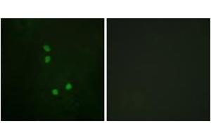 Immunofluorescence analysis of NIH-3T3 cells, using Cyclin E2 (Phospho-Thr392) Antibody. (Cyclin E2 Antikörper  (pThr392))