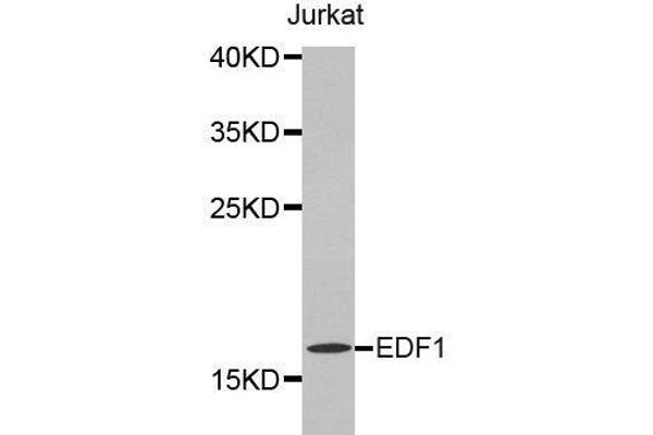 EDF1 Antikörper  (AA 1-148)