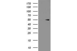 Image no. 1 for anti-Protein Arginine Methyltransferase 2 (PRMT2) antibody (ABIN1500421) (PRMT2 Antikörper)