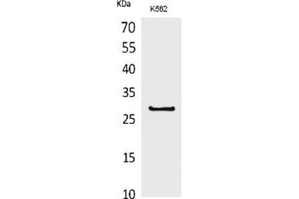 CD58 Antikörper  (Internal Region)