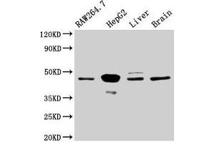 Western Blot Positive WB detected in: RAW264. (MAP2K4 Antikörper  (AA 2-397))