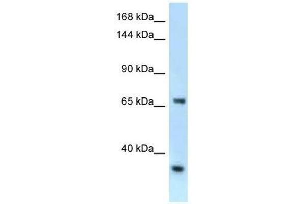 RBM15B Antikörper  (C-Term)