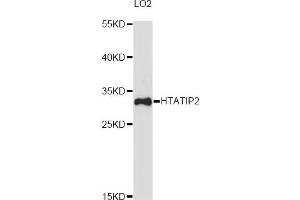 Western blot analysis of extracts of LO2 cells, using HTATIP2 antibody (ABIN6290469) at 1:3000 dilution. (HIV-1 Tat Interactive Protein 2, 30kDa (HTATIP2) Antikörper)