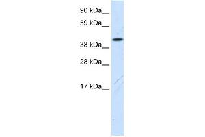 WB Suggested Anti-Fam172a Antibody Titration:  0. (Fam172a Antikörper  (N-Term))