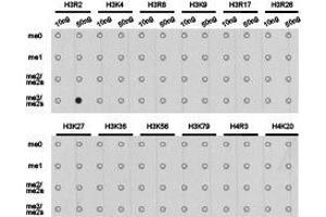 Western Blotting (WB) image for anti-Histone 3 (H3) (H3R2me2s) antibody (ABIN1873009) (Histone 3 Antikörper  (H3R2me2s))