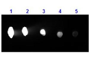 Dot Blot (DB) image for Goat anti-Human IgG (Heavy & Light Chain) antibody (PE) - Preadsorbed (ABIN2669880)