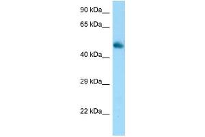 WB Suggested Anti-Frs3 Antibody Titration: 1. (FRS3 Antikörper  (C-Term))