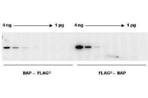 Western Blot. (DYKDDDDK Tag Chemiluminescent Western Blotting Kit)