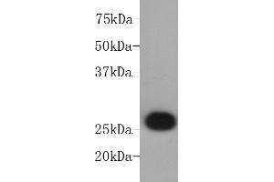 Jurkat cell lysate probed with BCL-2 (2C4) Monoclonal Antibody, Unconjugated  at 1:1000 overnight at 4˚C. (Bcl-2 Antikörper)