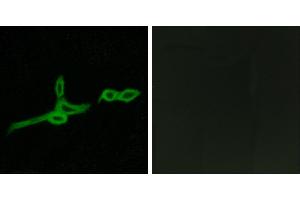 Peptide - +Western blot analysis of extracts from HepG2 cells, using GPR15 antibody. (GPR15 Antikörper)