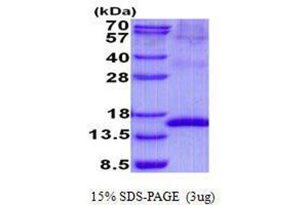 Uroplakin 2 Protein (UPK2)