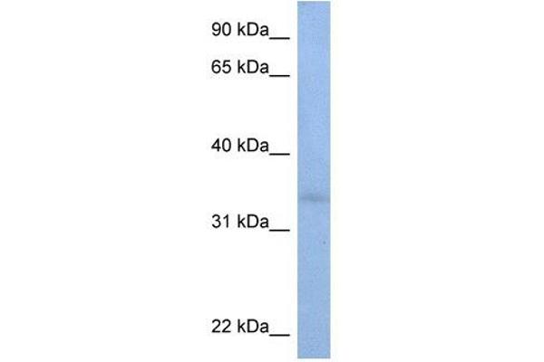 alpha-N-Acetylgalactosaminide alpha-2,6-Sialyltransferase 3 (SIA7C) (C-Term) Antikörper