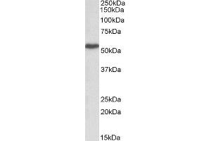 ABIN2563724 (1µg/ml) staining of Peripheral Blood Lymphocytes lysate (35µg protein in RIPA buffer). (LSP1 Antikörper  (AA 261-275))