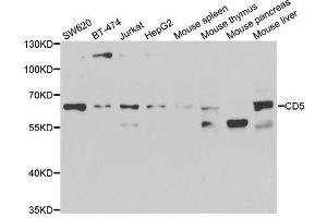 Western blot analysis of extracts of various cell lines, using CD5 antibody. (CD5 Antikörper  (AA 25-240))