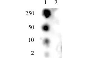 SMC1 phospho Ser957 pAb tested by dot blot analysis. (SMC1A Antikörper  (pSer957))