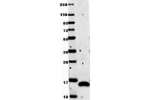 Image no. 1 for anti-Vascular Endothelial Growth Factor A (VEGFA) antibody (ABIN1104982) (VEGFA Antikörper)