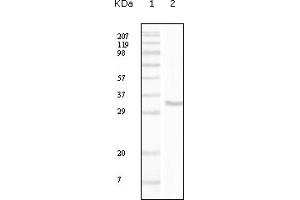 Western blot analysis using CD34 mouse mAb against truncated CD34 recombinant protein. (CD34 Antikörper)