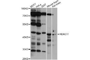Western blot analysis of extracts of various cell lines, using HDAC11 antibody (ABIN1877126) at 1:1000 dilution. (HDAC11 Antikörper)