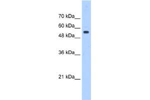 WB Suggested Anti-PODXL Antibody Titration:  0. (PODXL Antikörper  (Middle Region))