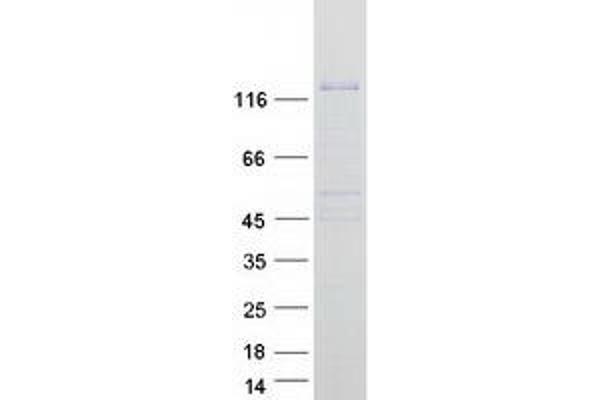 Hairless Protein (HR) (Transcript Variant 1) (Myc-DYKDDDDK Tag)