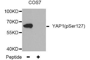Western blot analysis of extracts from COS7 tissue,using Phospho-YAP1-S127 antibody (ABIN5969972). (YAP1 Antikörper  (pSer127))