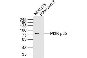 Lane 1: NIH/3T3 Cell lysates; Lane 2: RAW246. (PIK3R1 Antikörper  (AA 1-110))