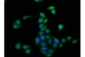 Immunofluorescence staining of Hela cells with ABIN7154955 at 1:100, counter-stained with DAPI. (HMOX2 Antikörper  (AA 2-293))